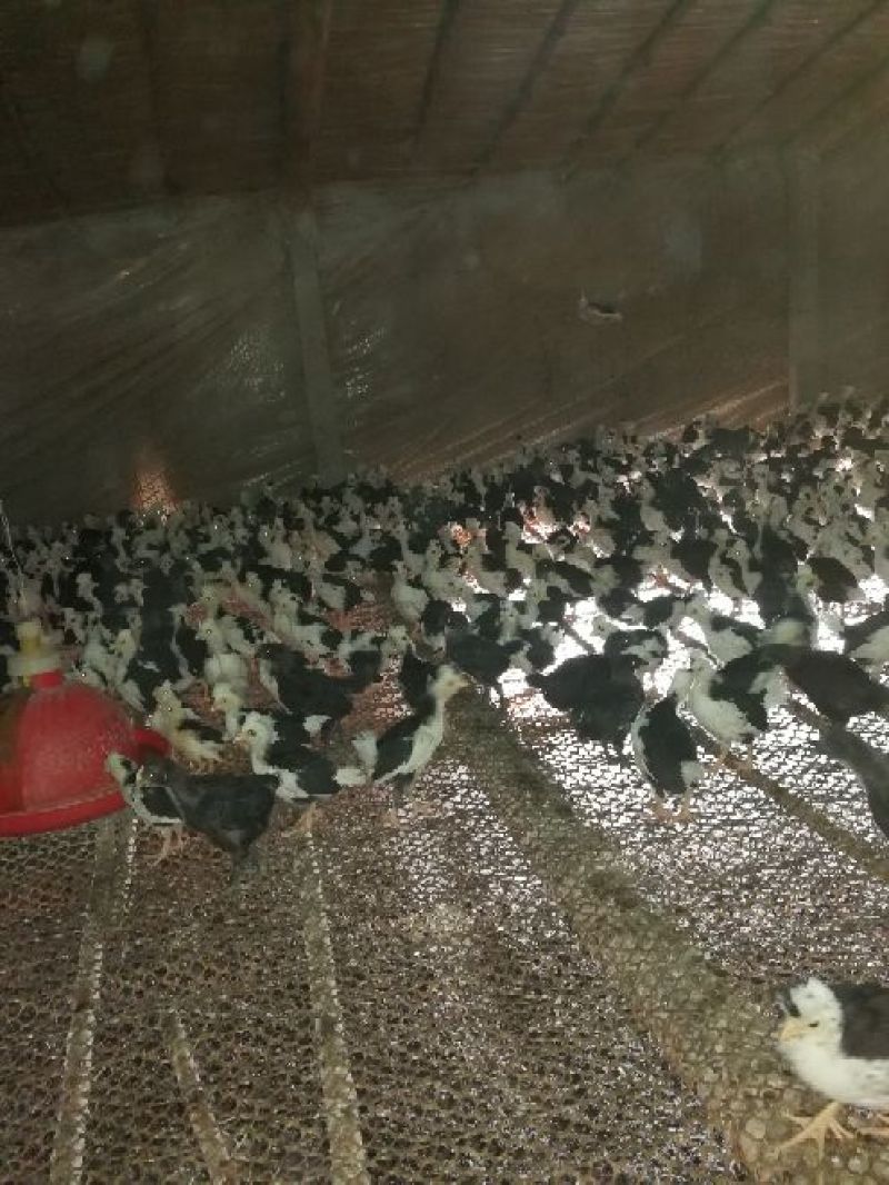 脱温鸡脱温苗500克以上雌