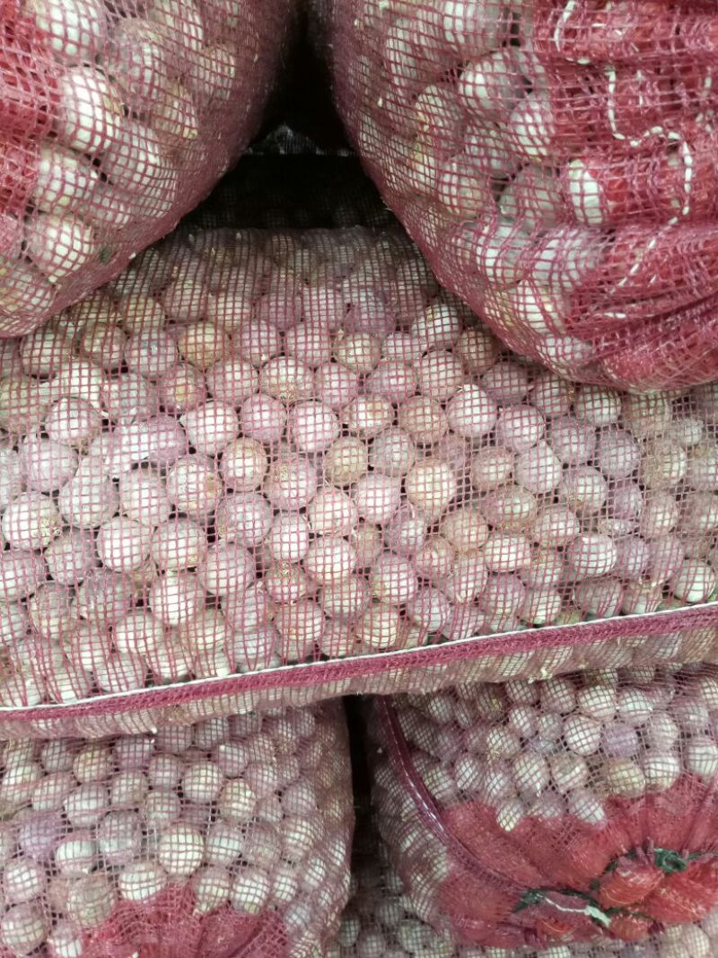 独头蒜5cm~5.5cm干蒜