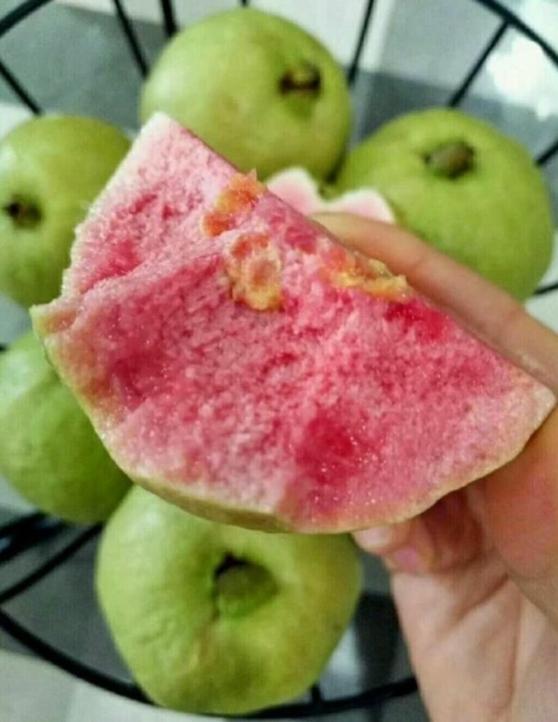 西瓜番石榴苗红宝石