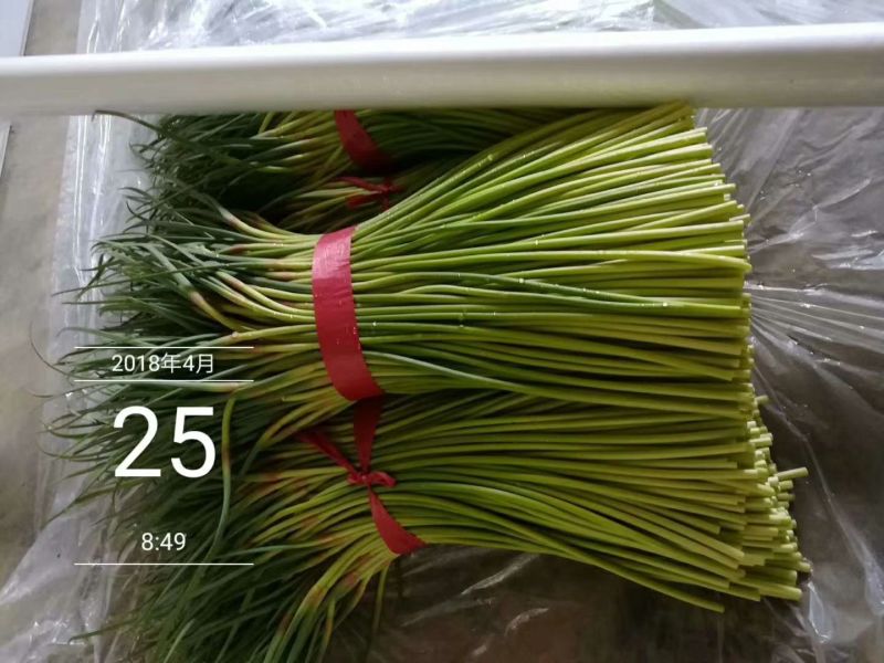 聊城紫冒蒜薹五一大量上货中