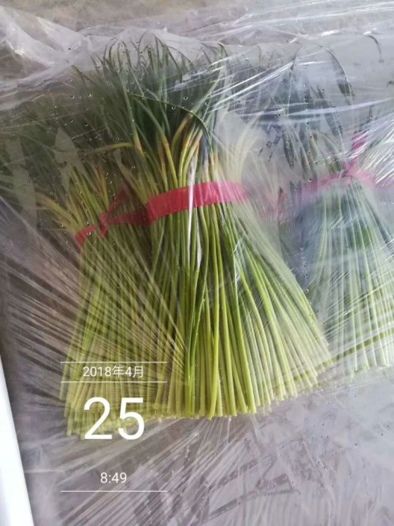 聊城紫冒蒜薹五一大量上货中