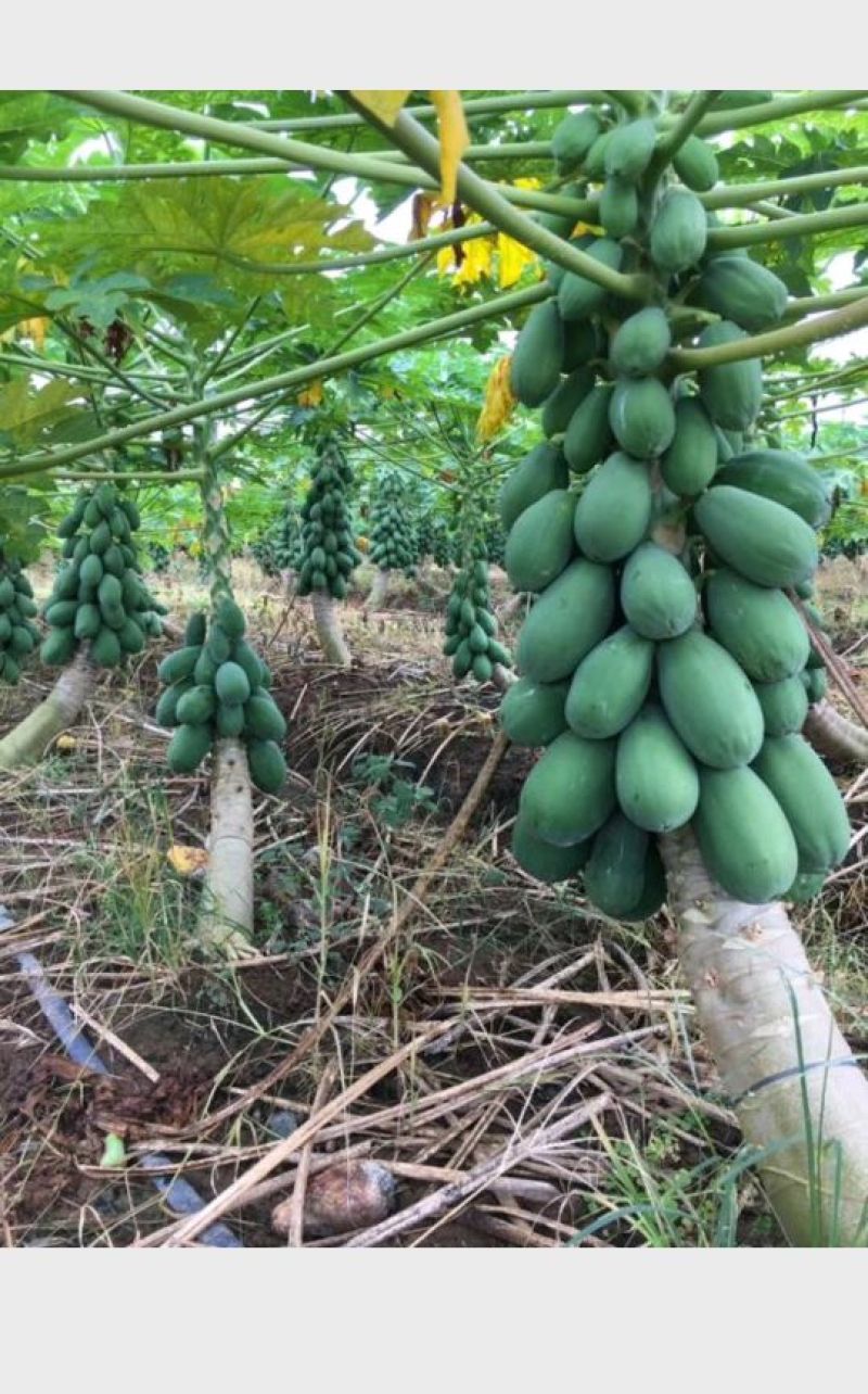 木瓜树苗红心肉木瓜苗黄心苗