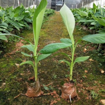红香蕉苗一级良种1~2年