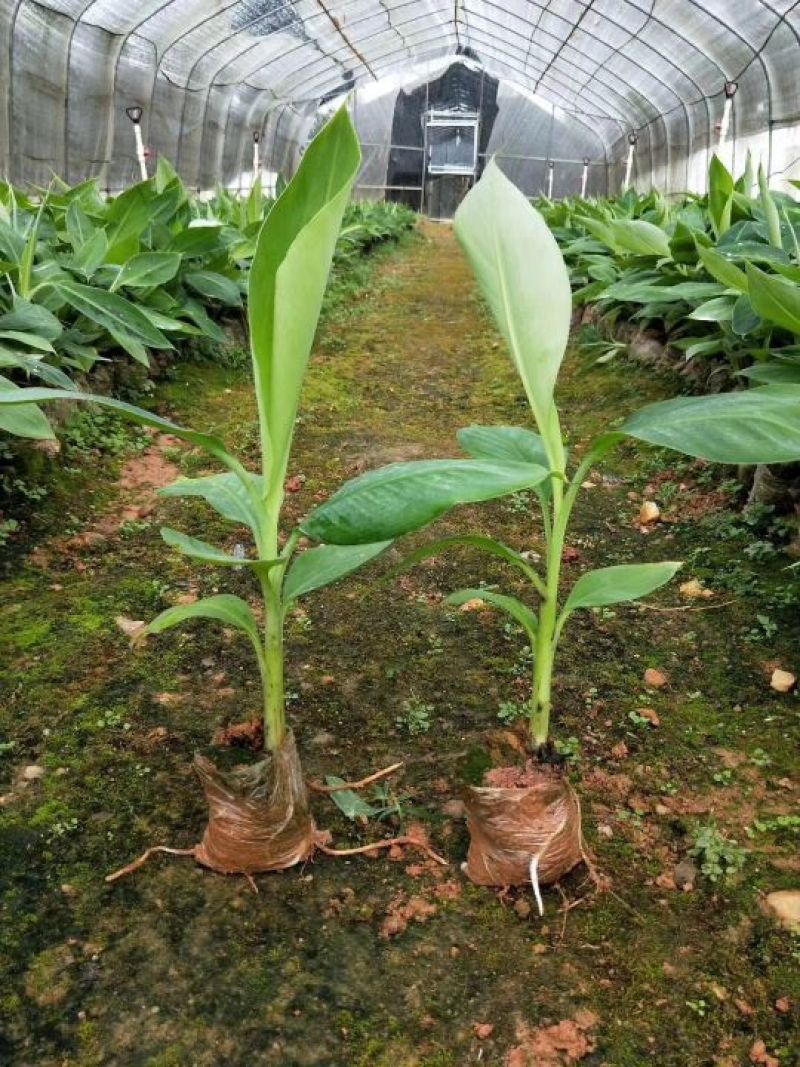红香蕉苗一级良种1~2年
