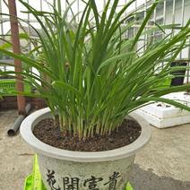 韭菜苗10~20cm