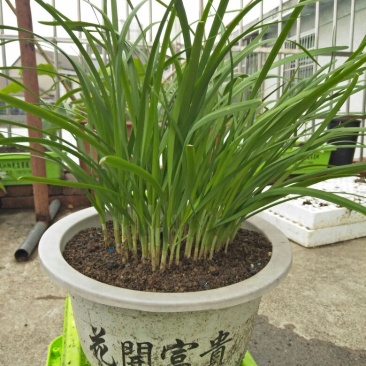 韭菜苗10~20cm