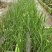 韭菜苗10~20cm