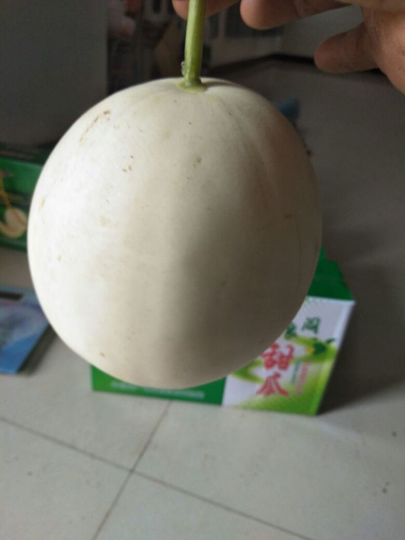 甜瓜精品1斤以上