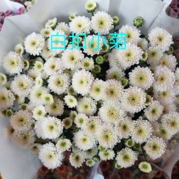 菊花鲜切花10~30cm