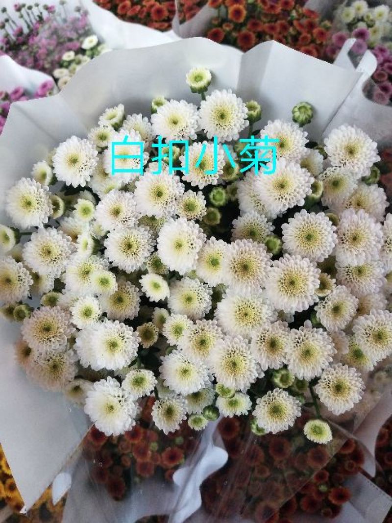 菊花鲜切花10~30cm