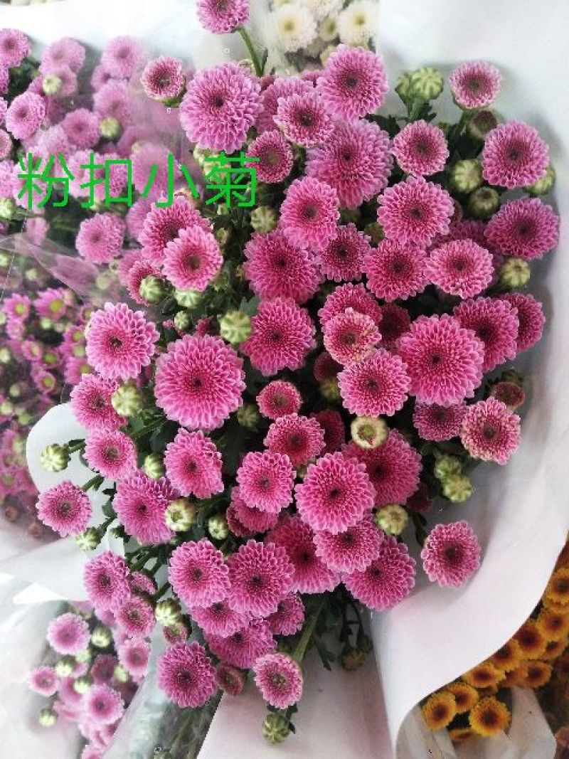 菊花鲜切花10~30cm