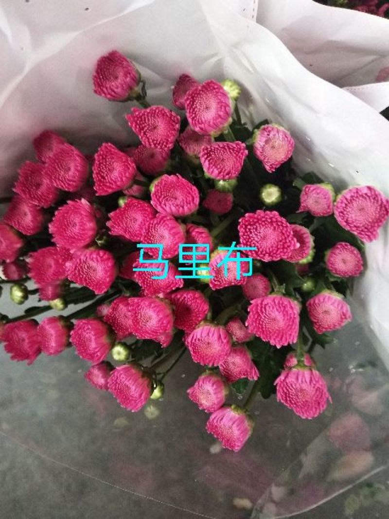 菊花鲜切花10~30cm