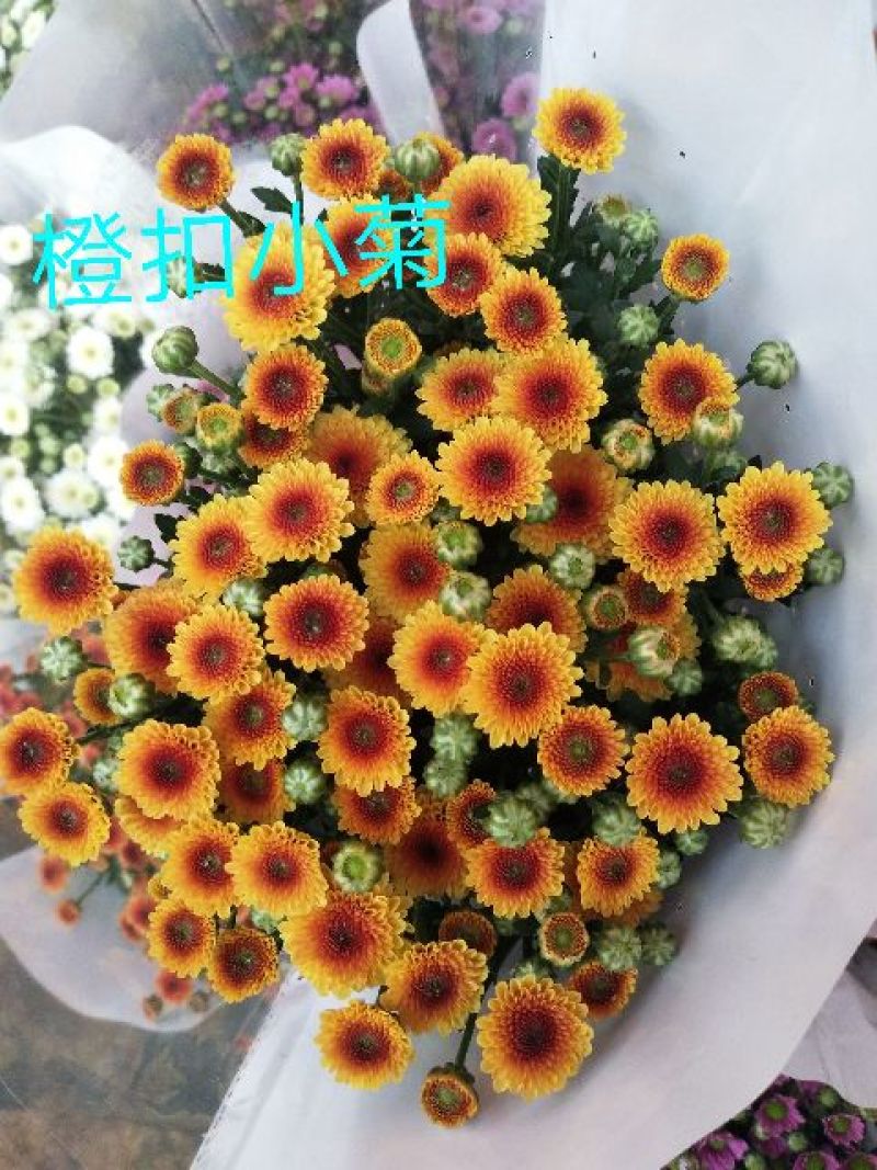 菊花鲜切花10~30cm