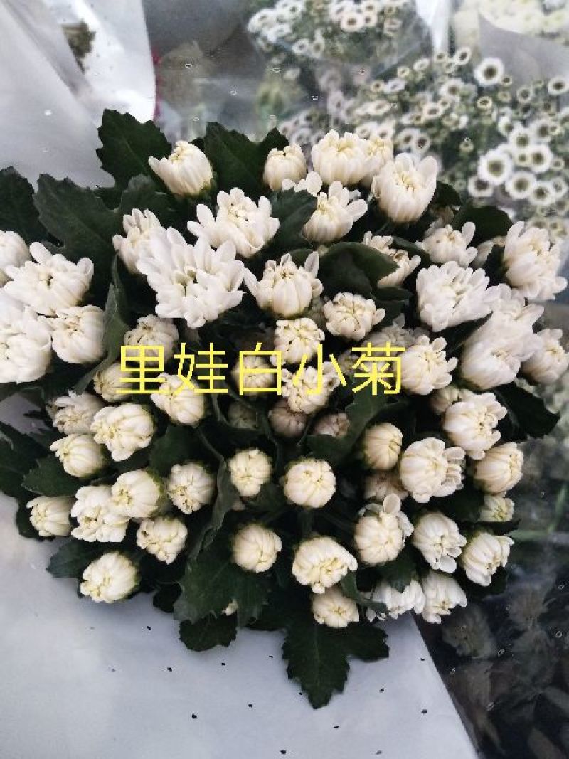 菊花鲜切花10~30cm
