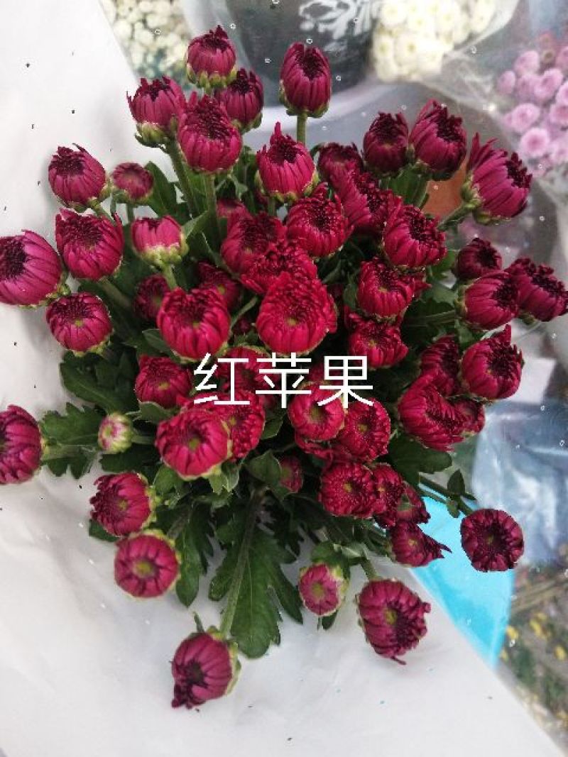 菊花鲜切花10~30cm