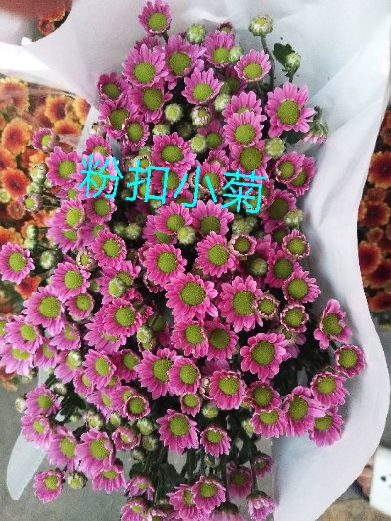 菊花鲜切花10~30cm