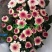 菊花鲜切花10~30cm