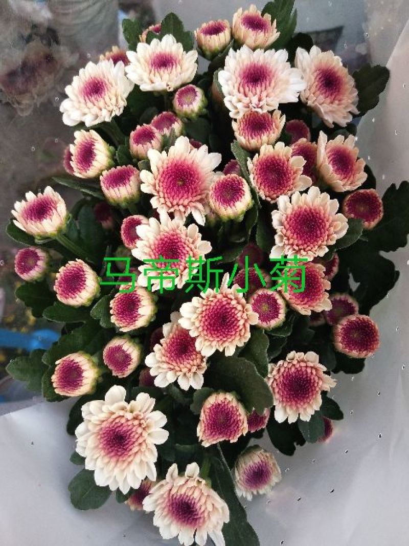 菊花鲜切花10~30cm