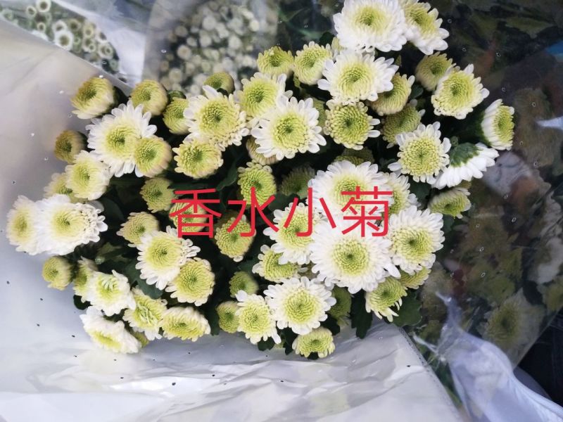 菊花鲜切花10~30cm
