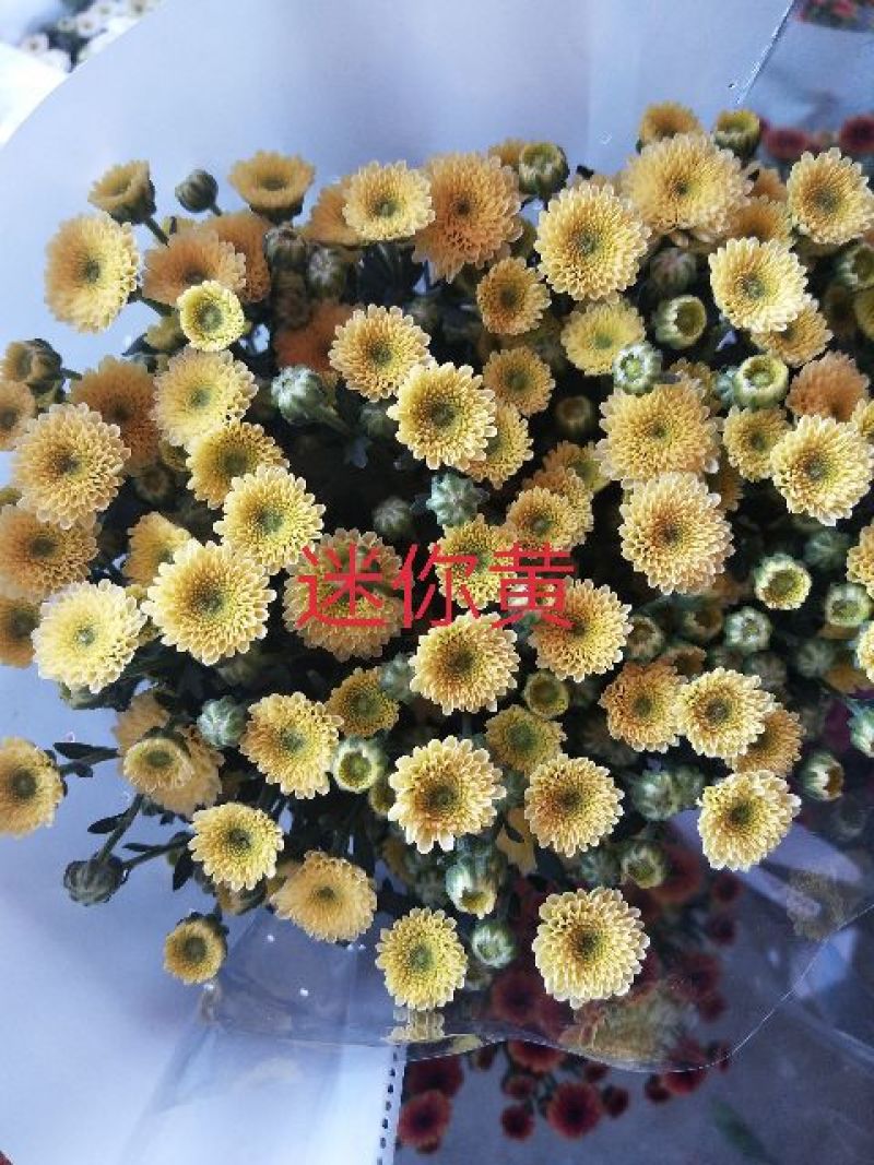菊花鲜切花10~30cm