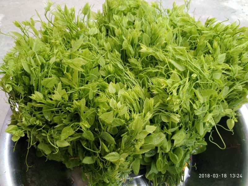 野生赤苍藤菜大新龙须菜天等姑娘菜天然美食