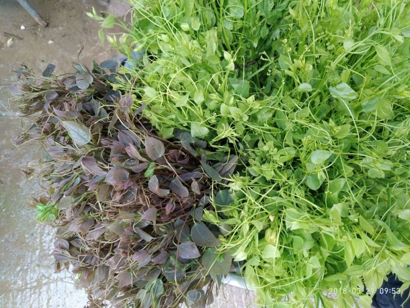 野生赤苍藤菜大新龙须菜天等姑娘菜天然美食