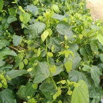 野生赤苍藤菜大新龙须菜天等姑娘菜天然美食