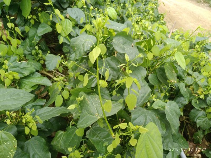 野生赤苍藤菜大新龙须菜天等姑娘菜天然美食