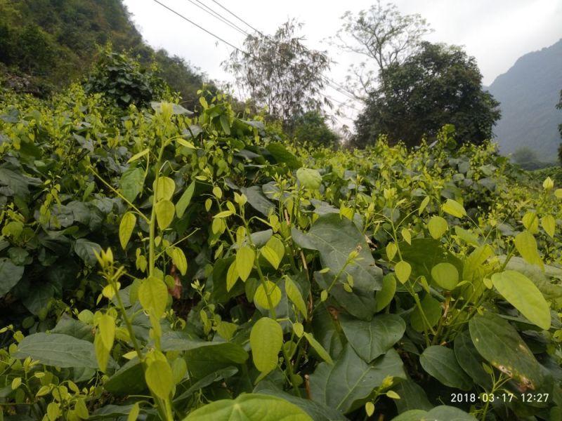 野生赤苍藤菜大新龙须菜天等姑娘菜天然美食