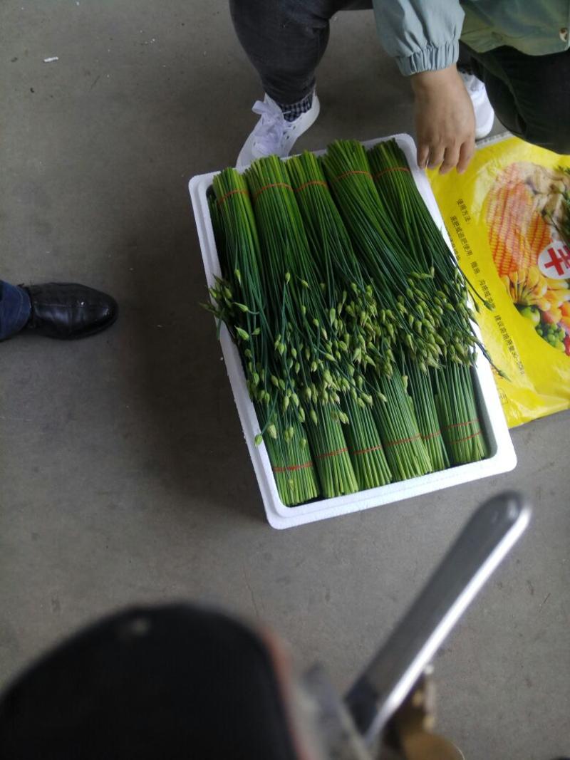 韮苔30cm以上精品韭苔