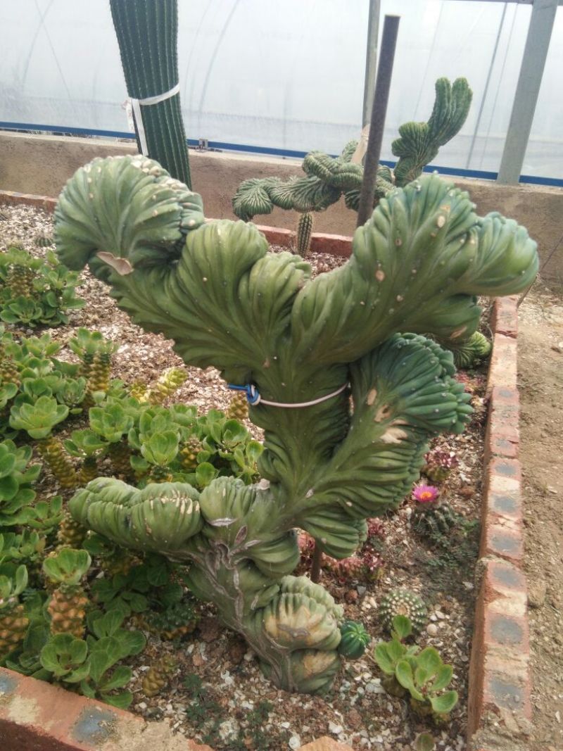 龙神木