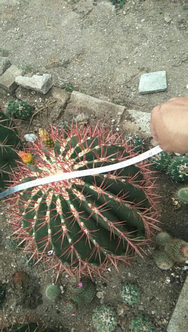 龙神木
