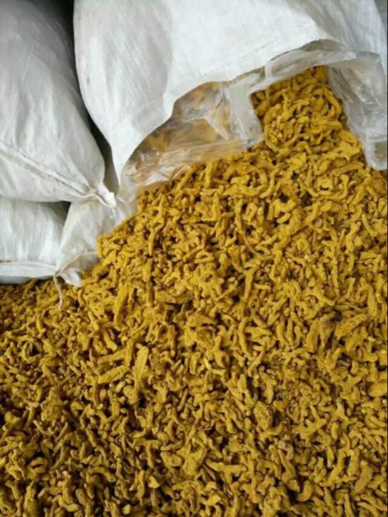 精品四川姜黄品质保证货量充足量大从优欢迎全国客商采购