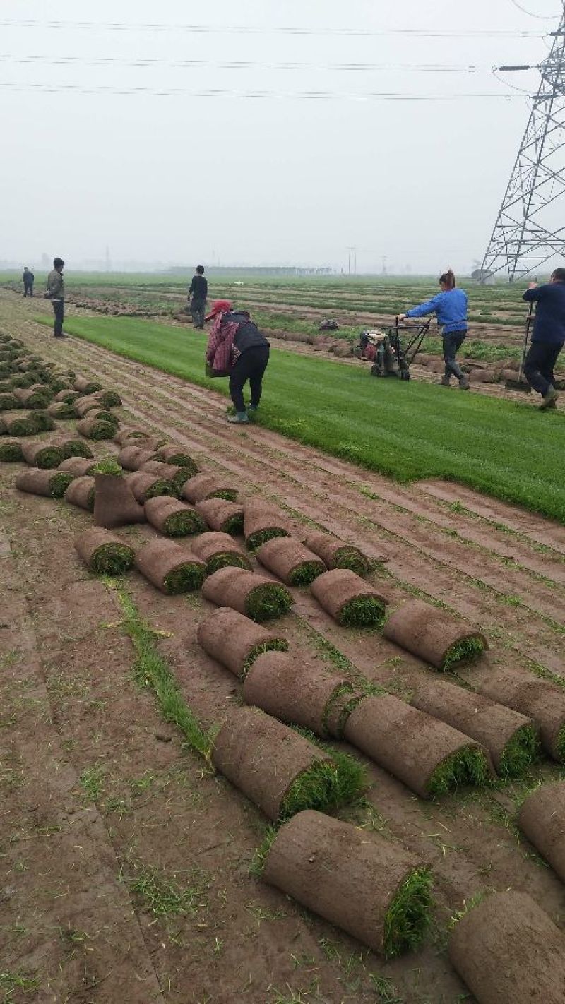 早熟禾4cm以下