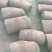 早熟禾4cm以下