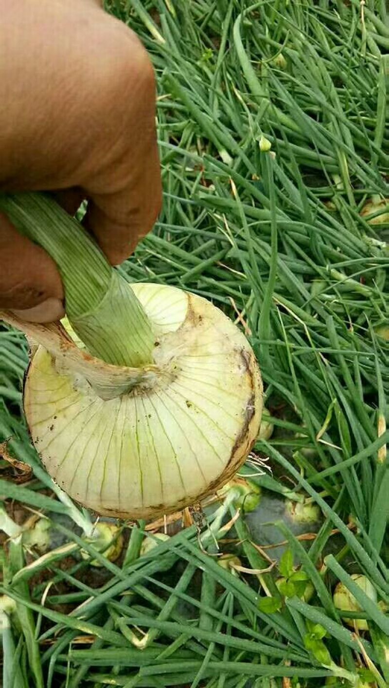 黄皮洋葱大量上市支各种包？装8厘米以上