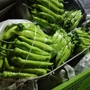 鲜辣椒15~20厘米黄中辣
