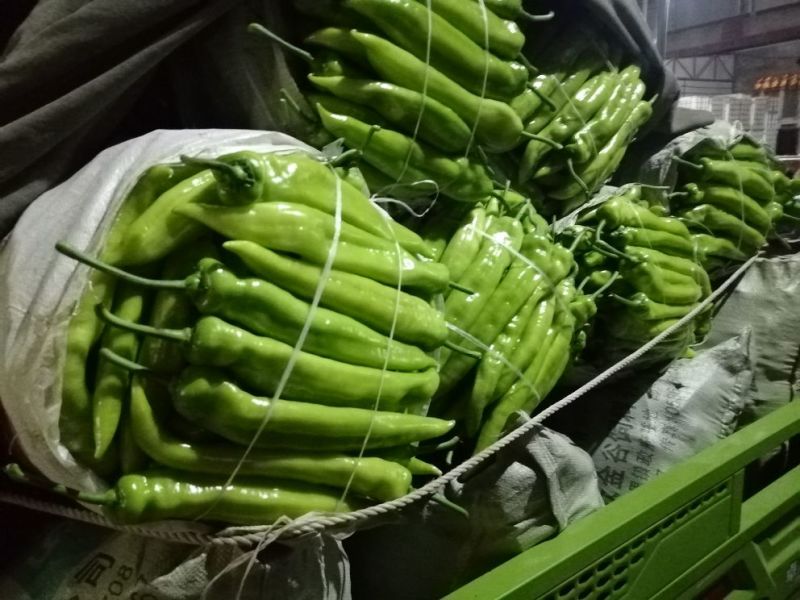 鲜辣椒15~20厘米黄中辣