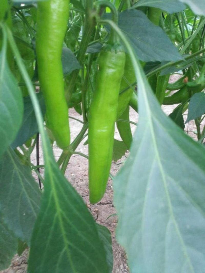 鲜辣椒15~20厘米黄中辣