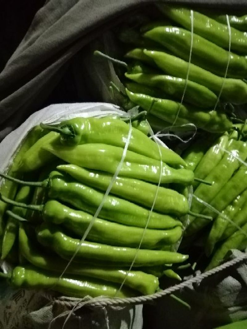 鲜辣椒15~20厘米黄中辣
