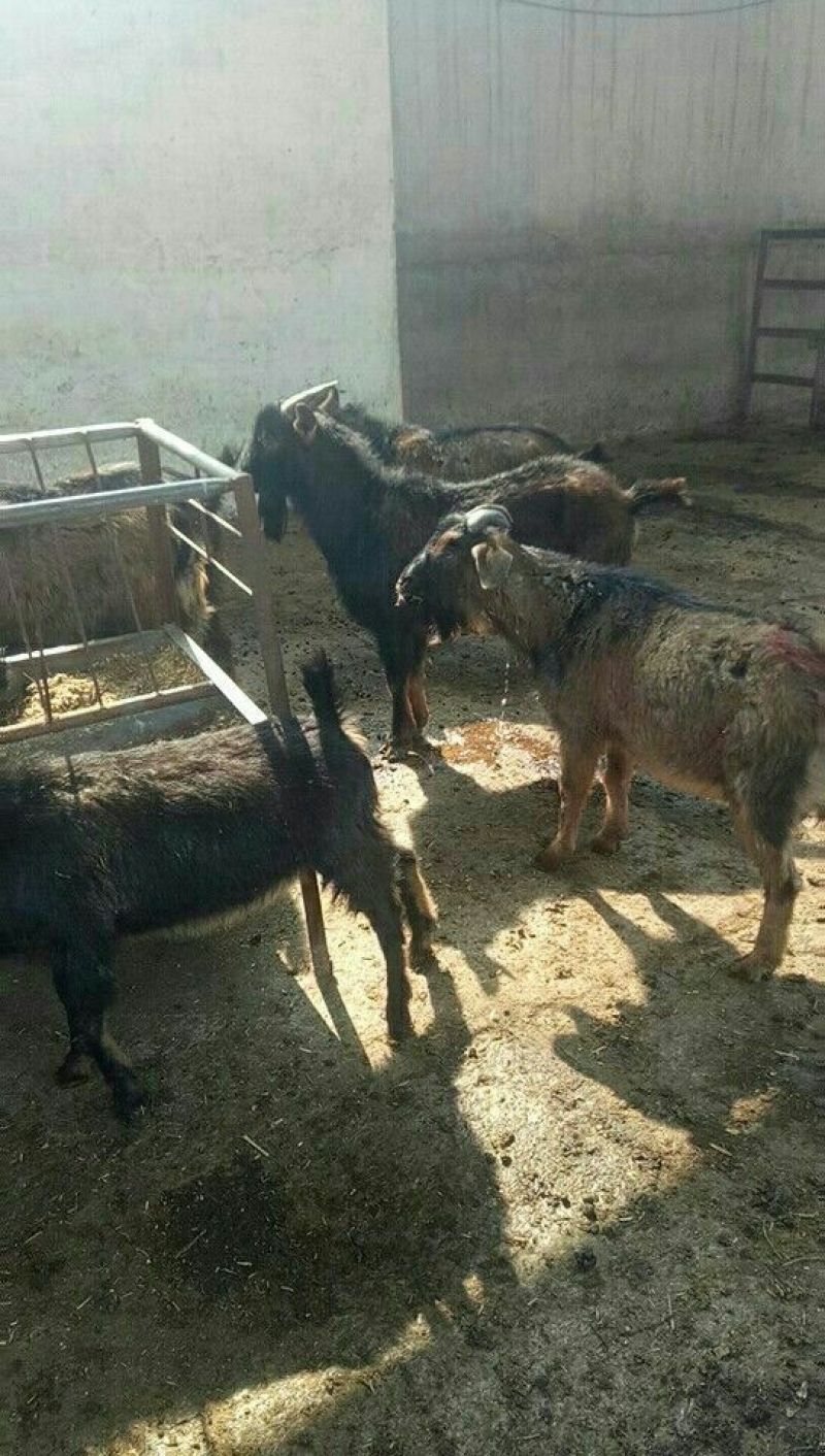 黄羊30~50斤/头