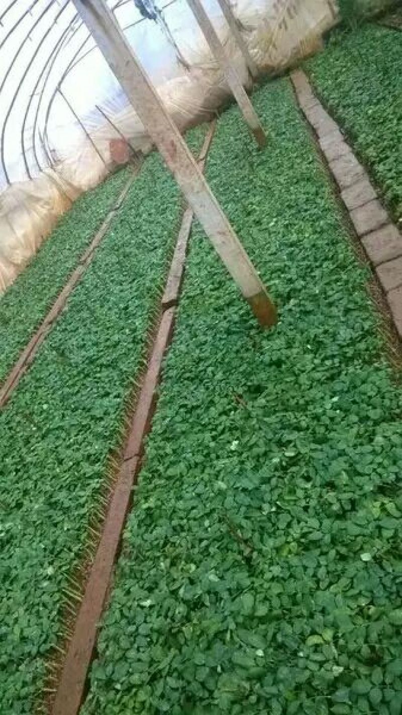 玫瑰苗30~40cm