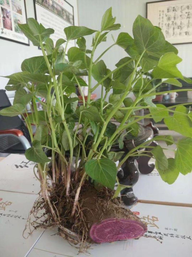 【优选商家】商薯19济薯二五玛莎丽烟薯紫罗兰济薯25商薯