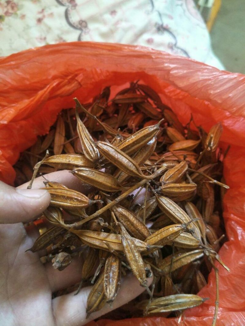 白芨果夹湖北半野生干货不包邮现货