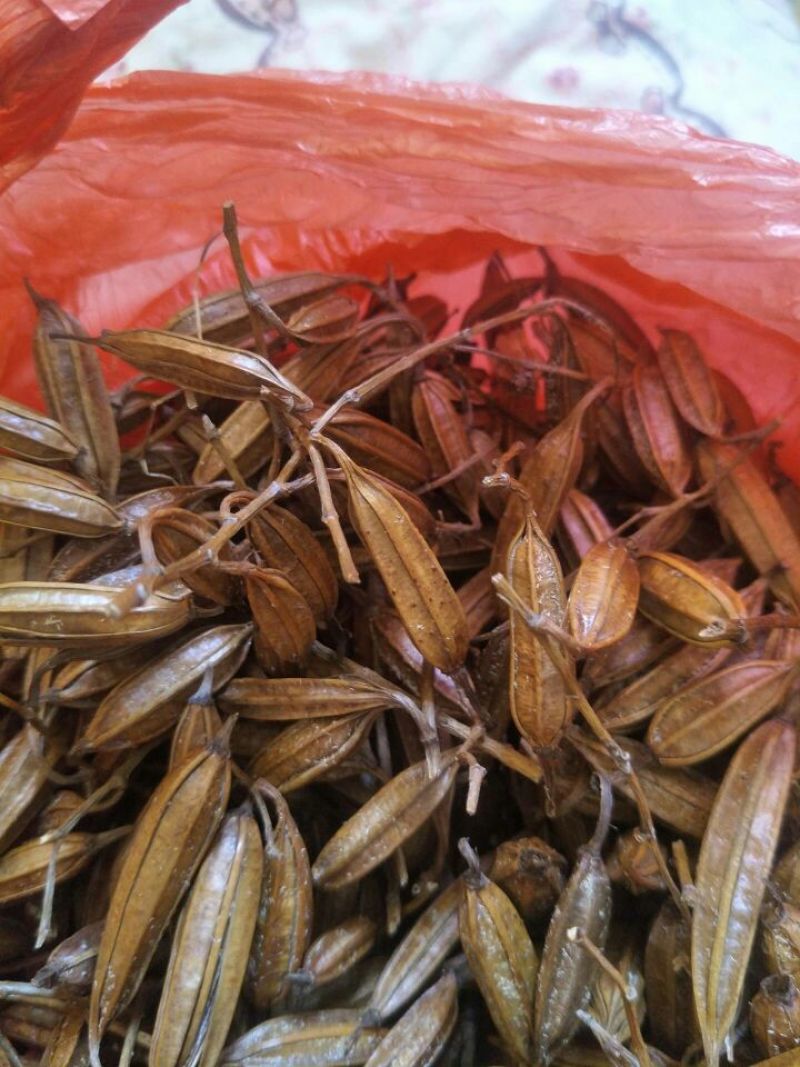 白芨果夹湖北半野生干货不包邮现货