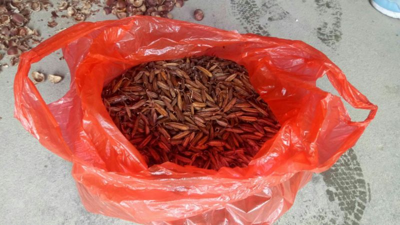 白芨果夹湖北半野生干货不包邮现货
