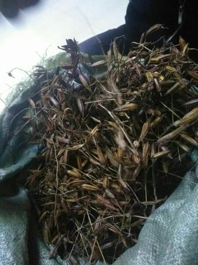 白芨果夹湖北半野生干货不包邮现货