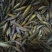 白芨果夹湖北半野生干货不包邮现货