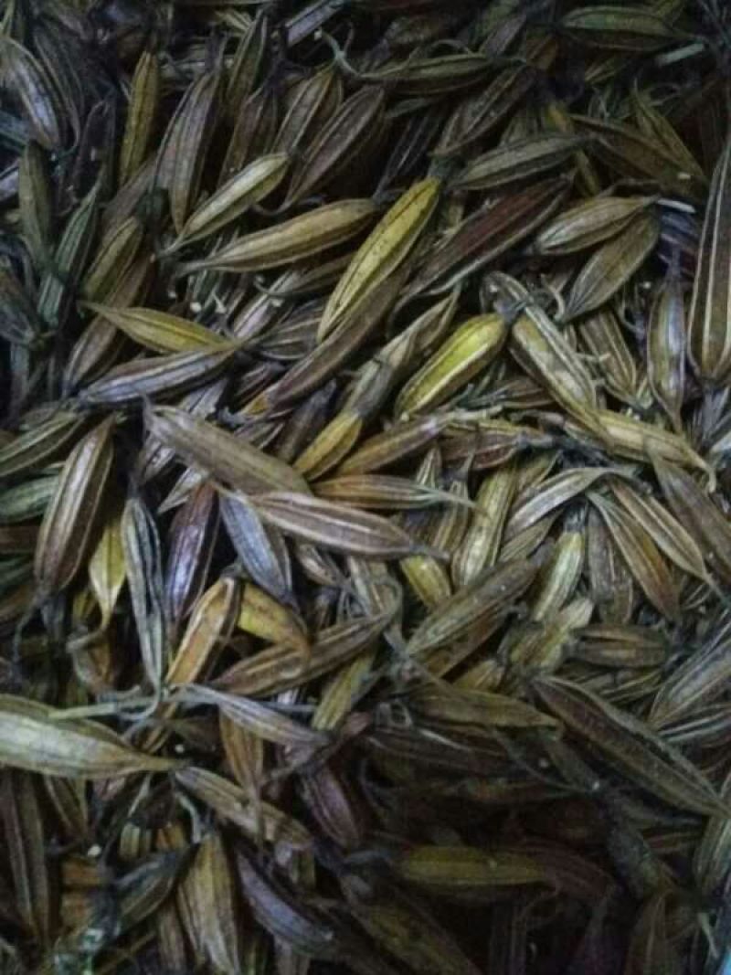 白芨果夹湖北半野生干货不包邮现货