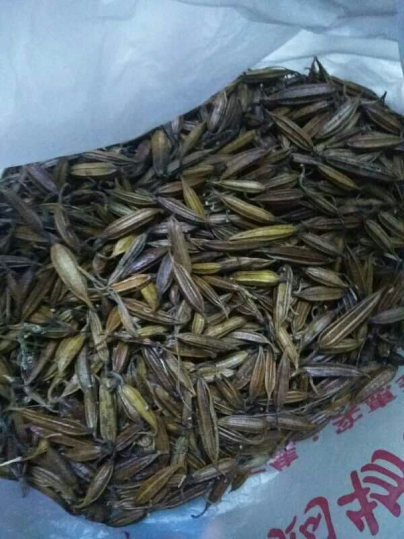 白芨果夹湖北半野生干货不包邮现货